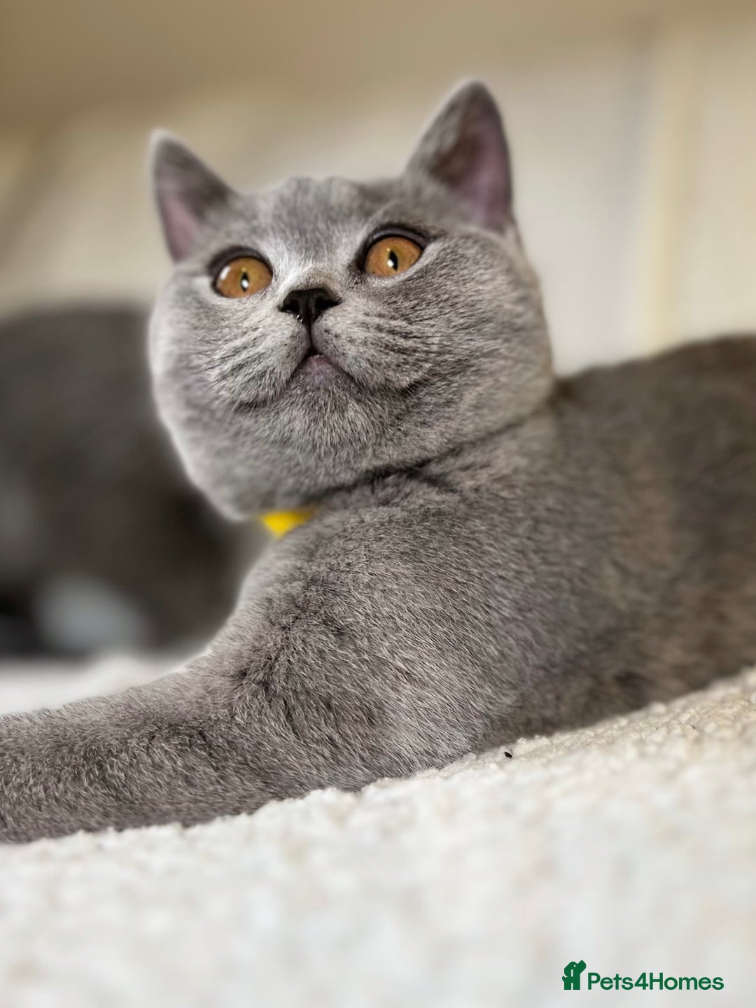 British Shorthair cats for sale: Adorable British Shorthair Kittens — READY TO GO! - Advert 5