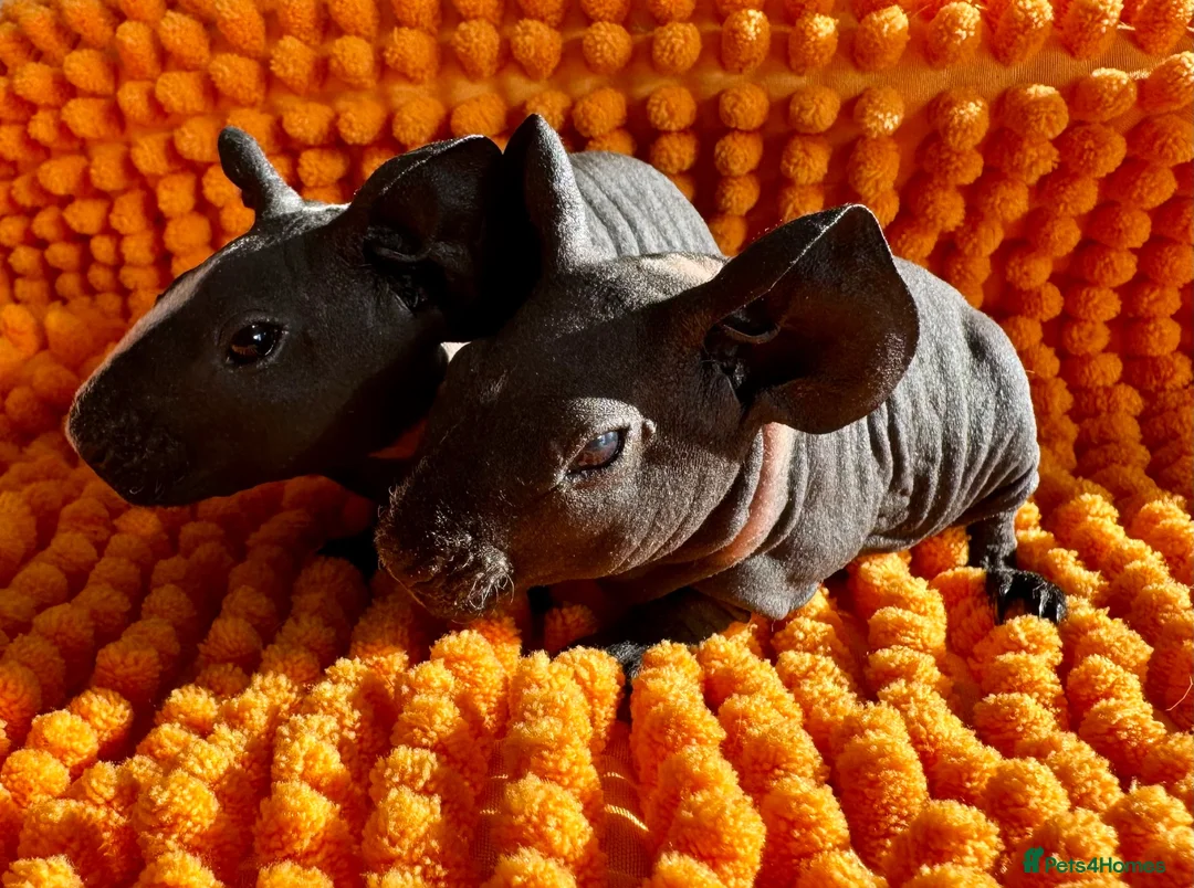 Guinea Pig rodents for sale: LAST LITTLE SKINNY PIG GIRL  - Advert 5