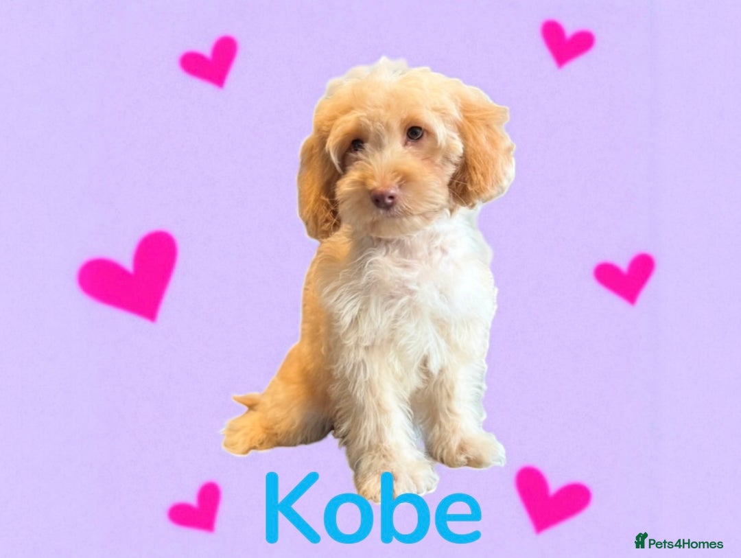 Cockapoo dogs for sale: ⭐️REDUCED⭐️READY NOW⭐️ chocolate DNA clear F1 - Image 5