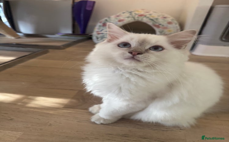Ragdoll cats - Advert 1