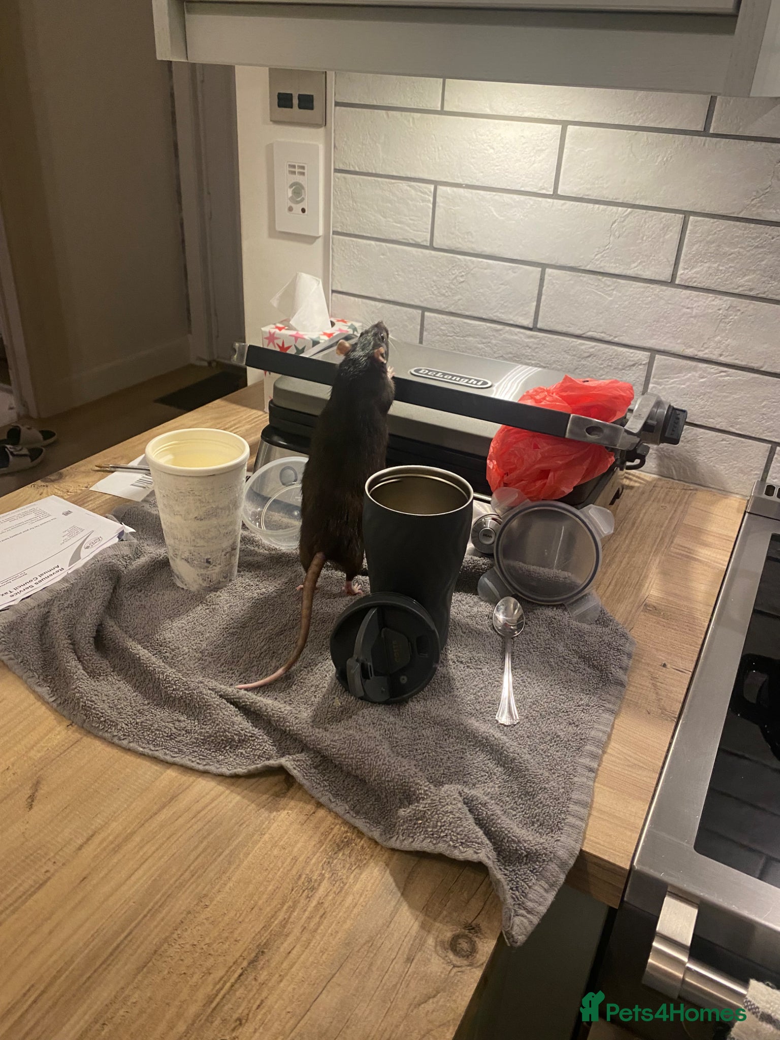 Rat rodents Natalie needs a new home  - Advert 2