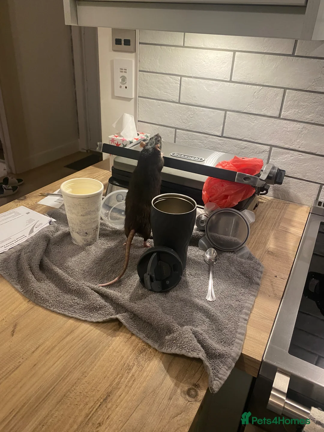 Rat rodents for sale: Natalie needs a new home  - Advert 1