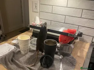 Rat rodents Natalie needs a new home - Advert 2