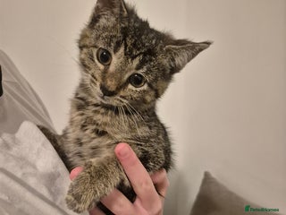 British Shorthair cats Kittens british shorthair bombay mix - Advert 5