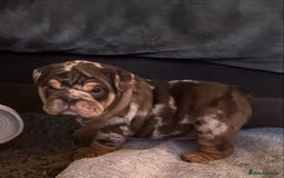 English Bulldog dogs for sale: English bulldog puppies - Image 21