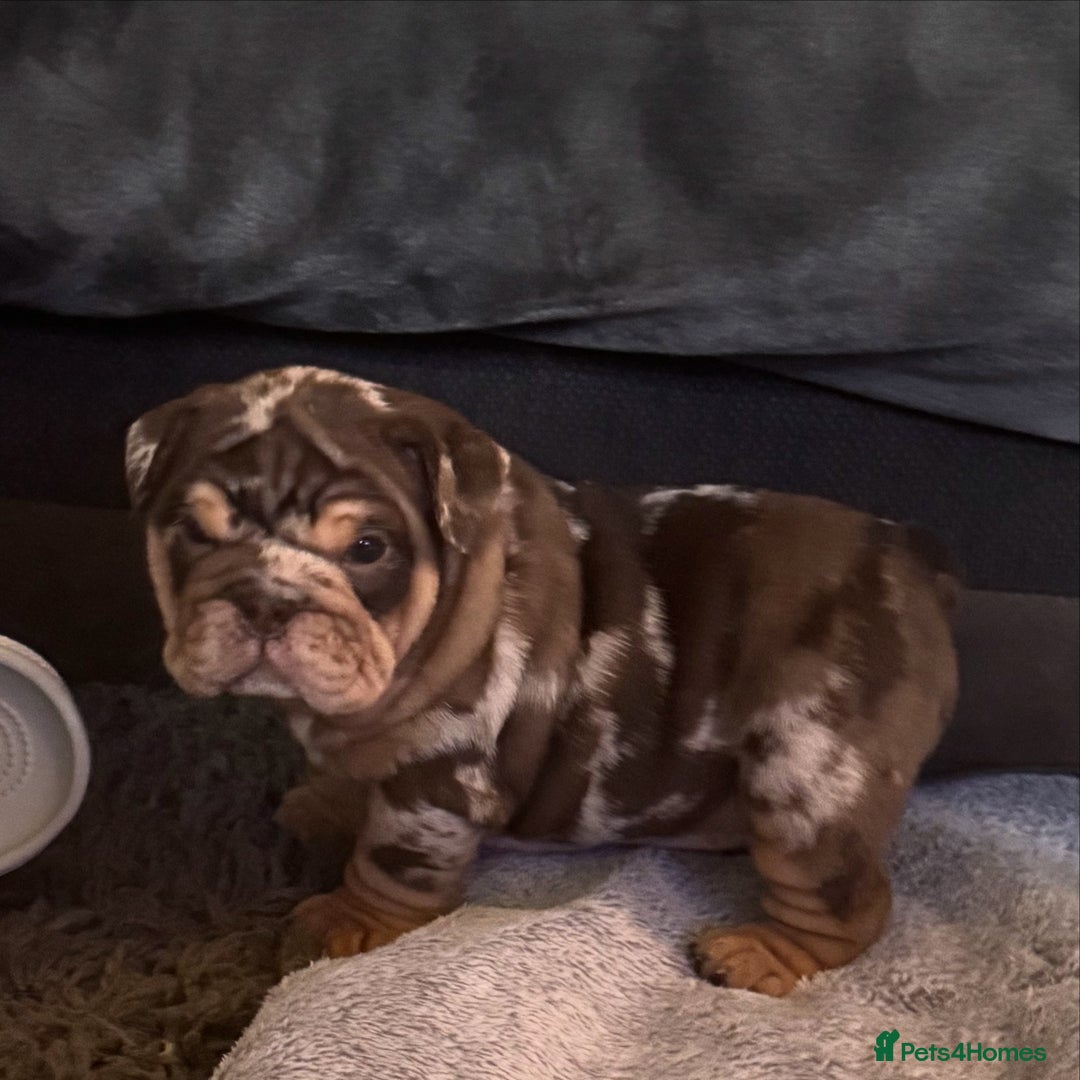English Bulldog dogs for sale: English bulldog puppies - Image 21