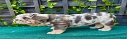 English Bulldog dogs for sale: Stunning bulldog puppies for sale  - Advert 12