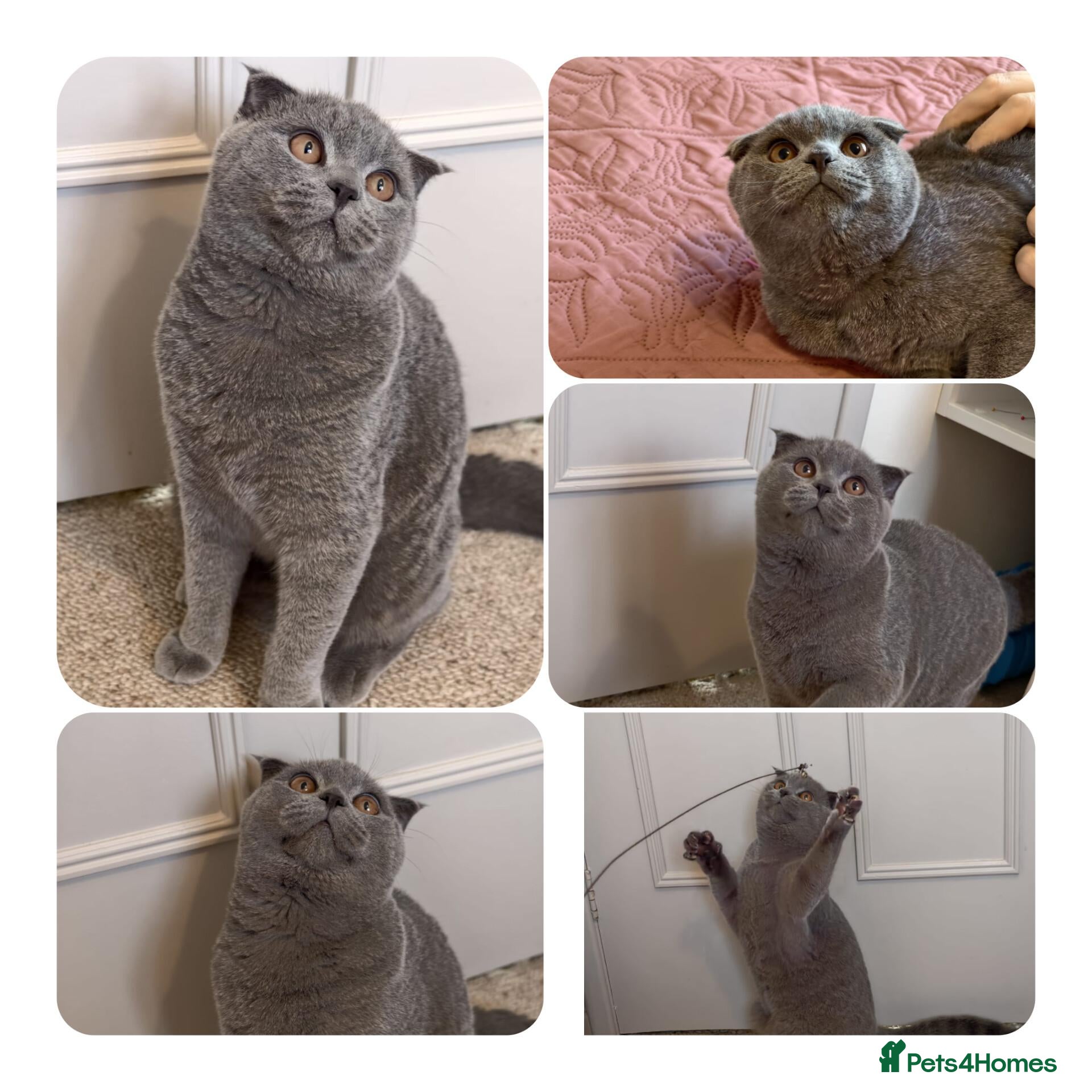 Scottish Fold cats for sale: 2 Lovely Scotish Fold Male Kittens  - Advert 15