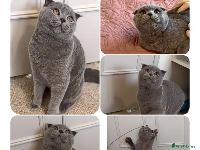 Scottish Fold cats for sale: 2 Lovely Scotish Fold Male Kittens - Advert 15