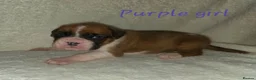 Boxer dogs for sale: Beautiful chunky boxer puppies in Bury Saint Edmunds - Advert 20