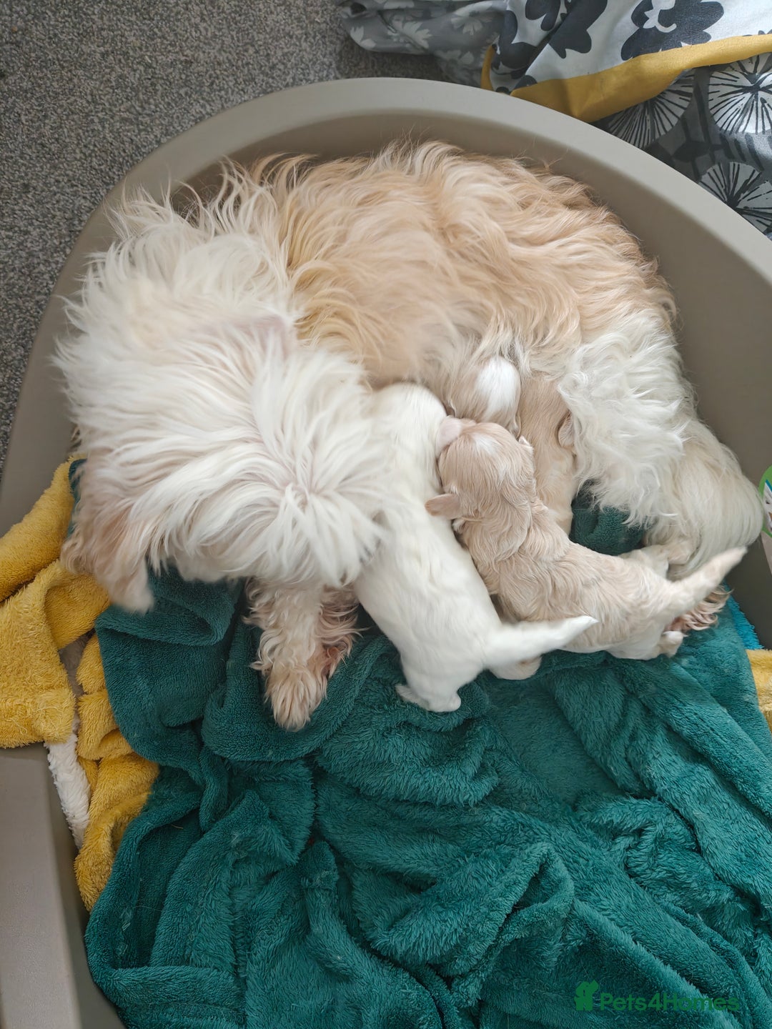 Maltipoo dogs for sale: F2 Mini Maltipoo, 4 boys - Image 10