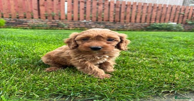 Cockapoo dogs - Advert 11