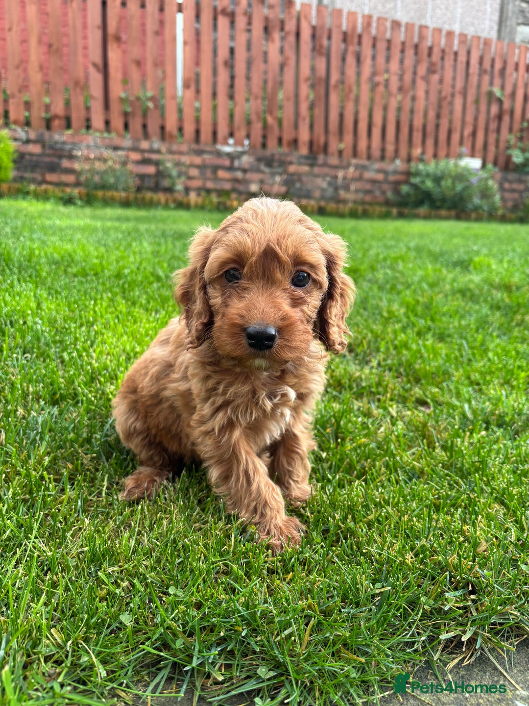 Cockapoo dogs for sale: Beautiful cockapoo bitch - ready now  - Image 2