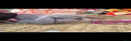 French Lop rabbits for sale: 2 French Lop Doe's For Reserve  - Advert 6
