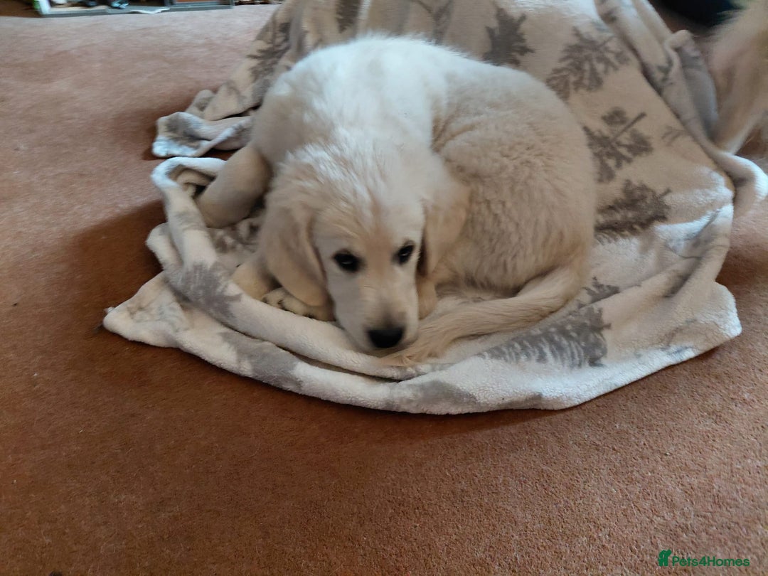 Golden Retriever dogs for sale: Gorgeous KC registered Golden Retriever puppies - Image 6