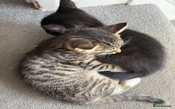 Domestic Shorthair cats for sale: Two kittens ready to leave for their forever home  - Image 2