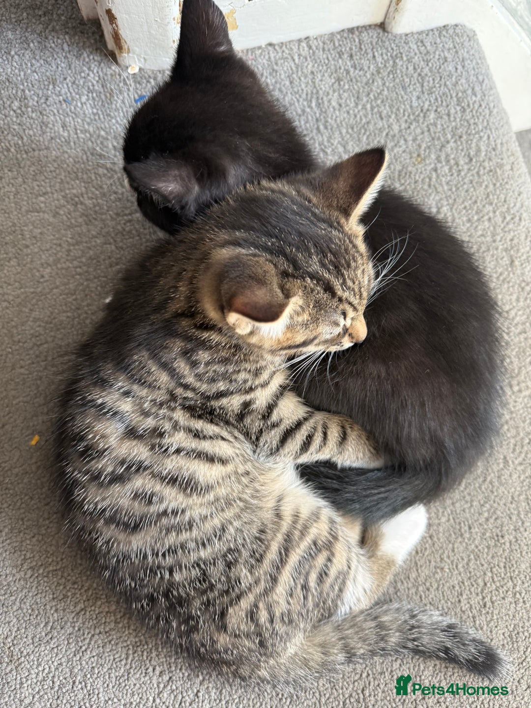 Domestic Shorthair cats for sale: Two kittens ready to leave for their forever home  - Image 2