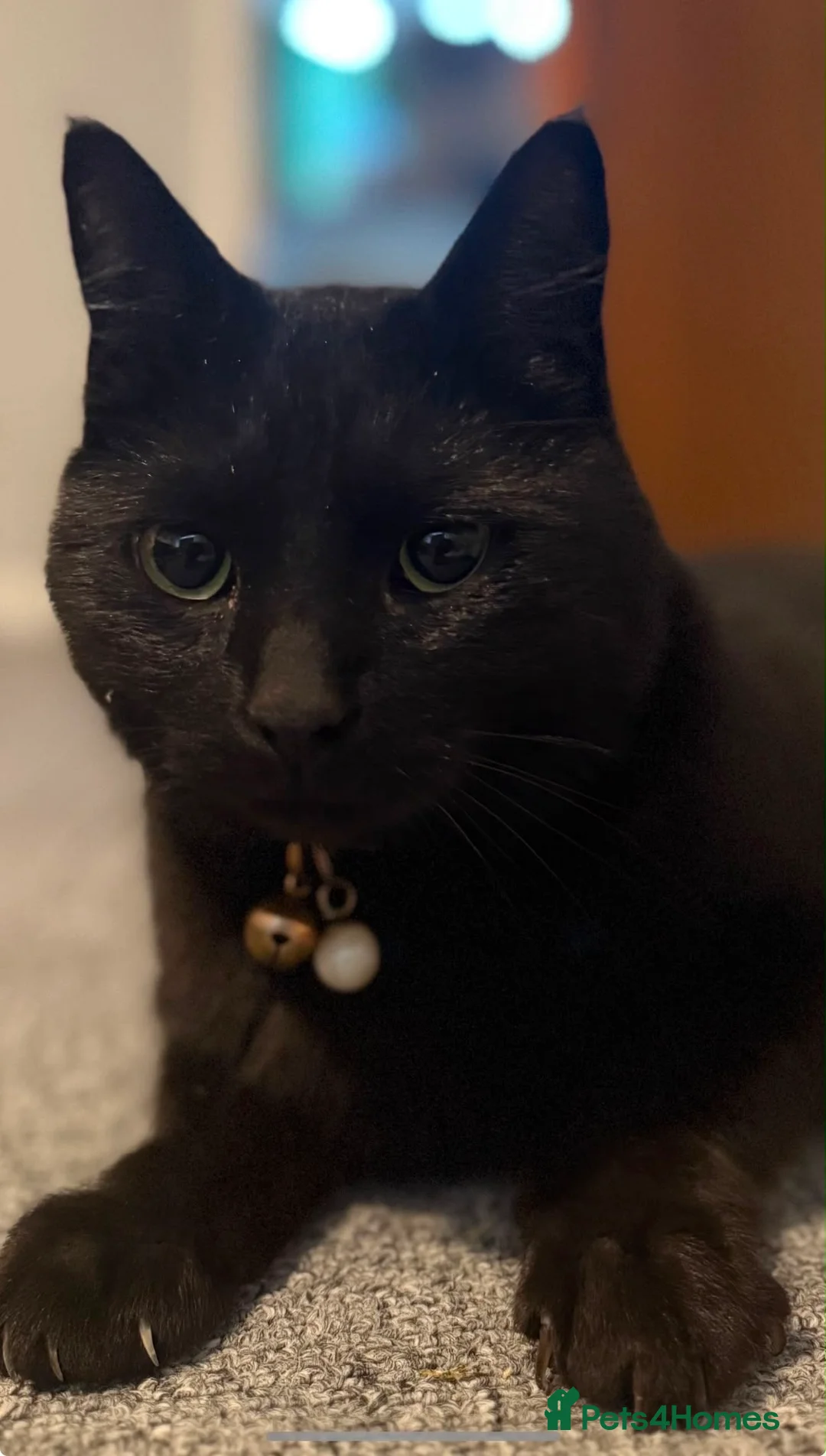 Domestic Shorthair cats for sale: Loveable, adorable, friendly 3 year old cat Loki  in Melksham - Advert 2