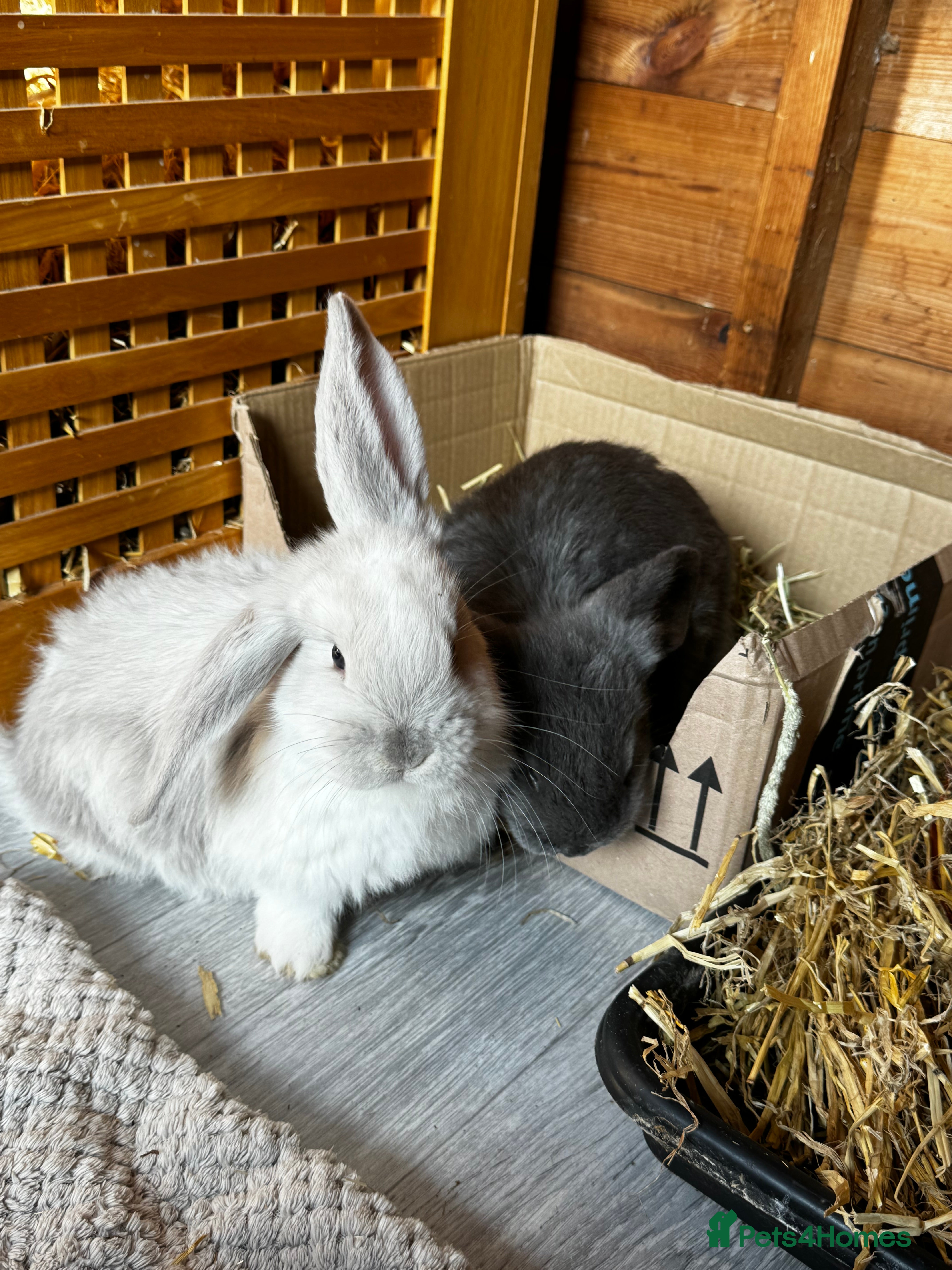 French Lop rabbits 🩷Pure bred French lop kits🩵 - Advert 18