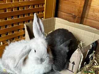 French Lop rabbits 🩷Pure bred French lop kits🩵 - Advert 18