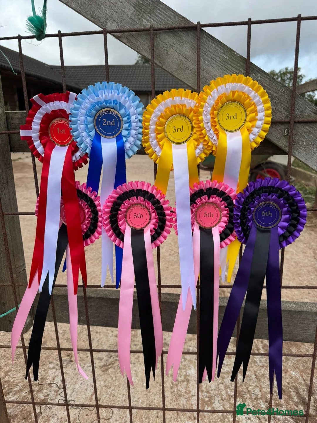 Welsh Section A horses for sale: Beautifully well marked Welsh P/B - Advert 4