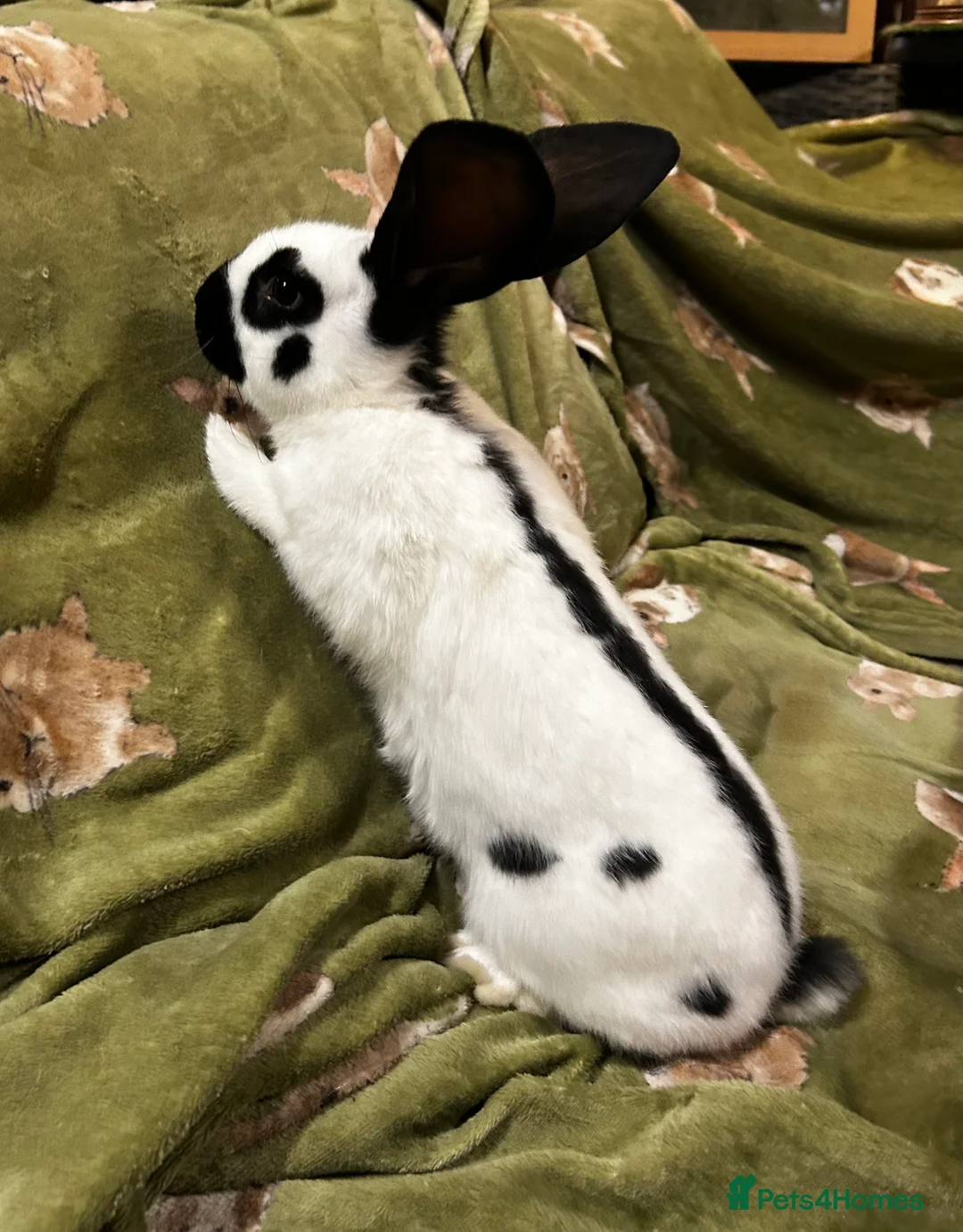 Continental Giant rabbits for sale: Gorgeous Giant Papillon Babies  - Advert 4