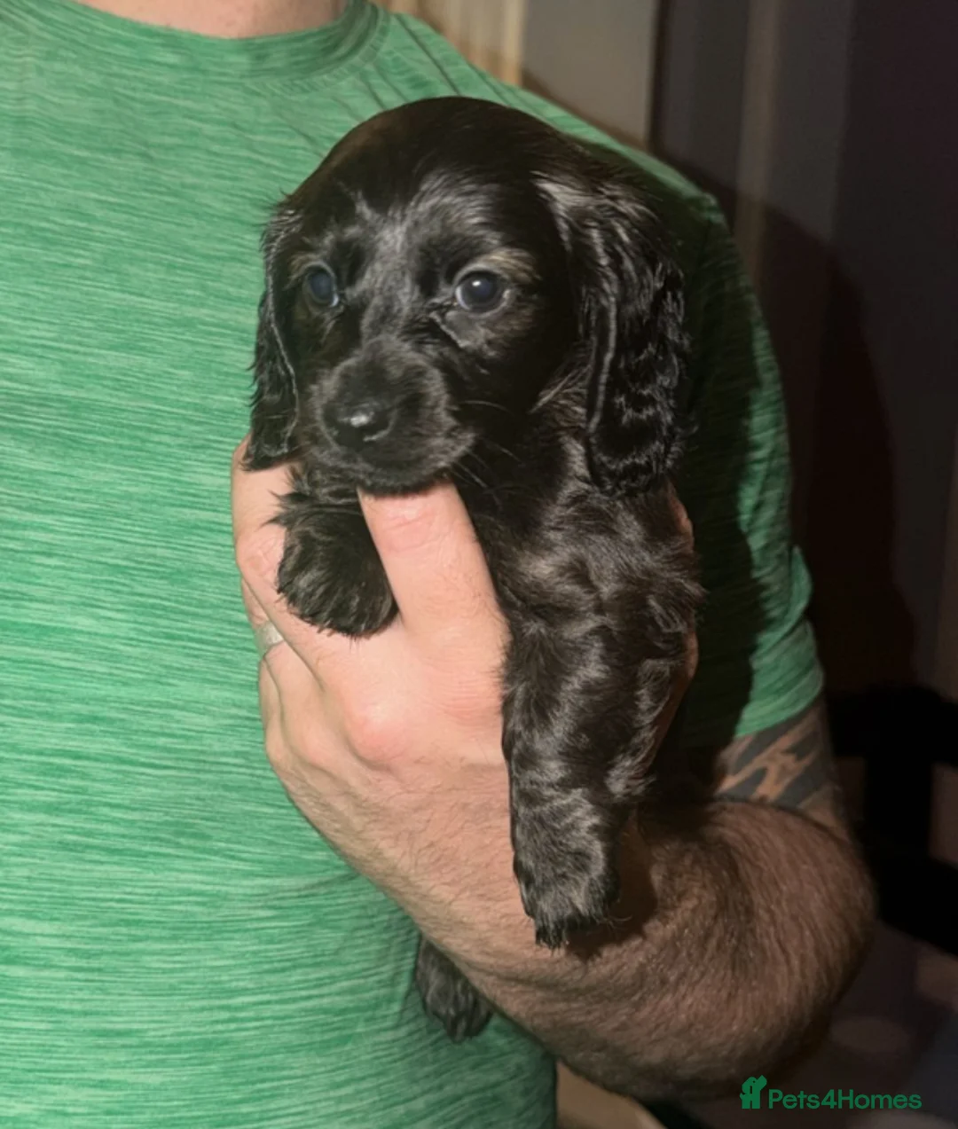 Dachshund dogs for sale: Dachshund puppys - Advert 7