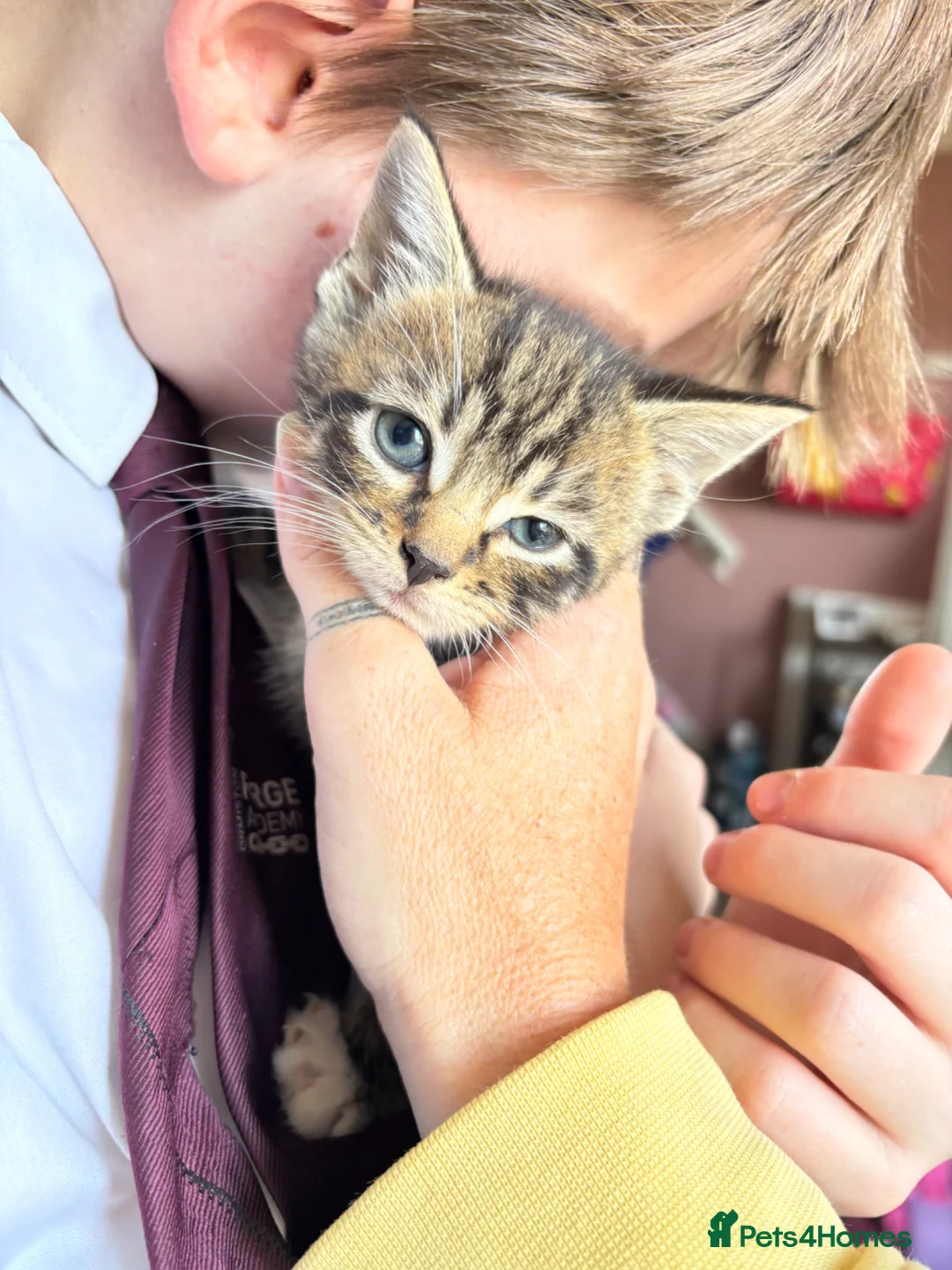 Mixed Breed cats for sale: 3 handsome boys  - Advert 2