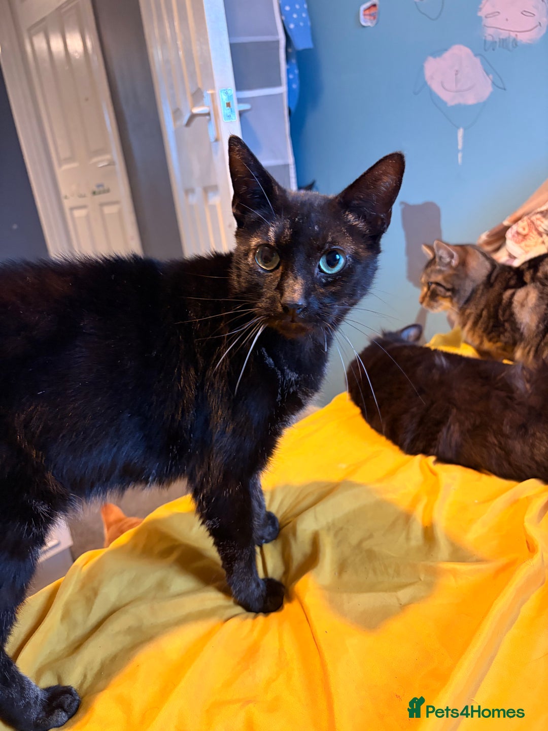 Mixed Breed cats for sale: Beautiful Cats - Advert 4