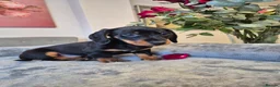 Dachshund dogs for sale: 💙 Miniature Dachshund Boy!💙 - Advert 15