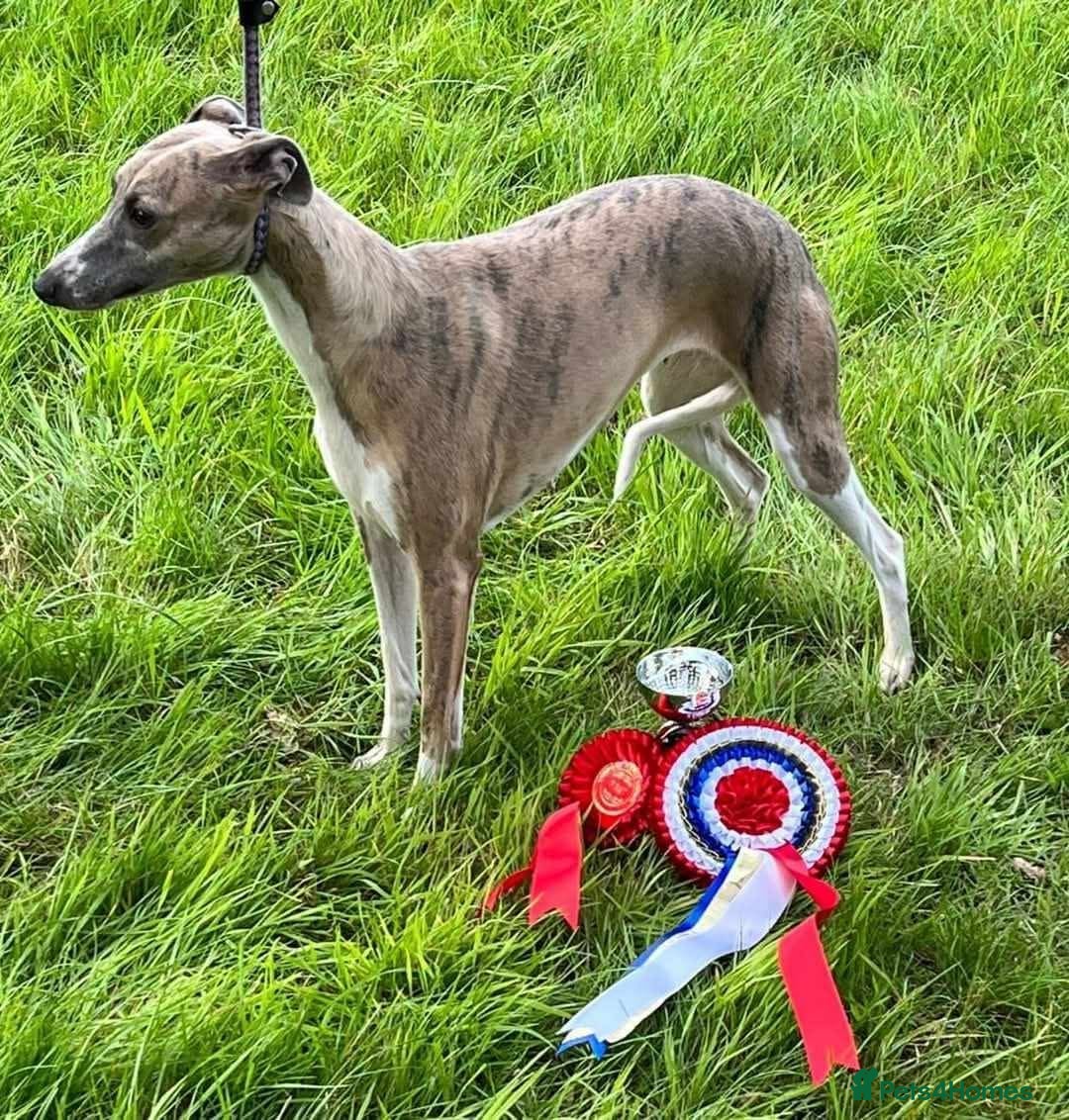 Whippet dogs Lovely KC Reg Whippets - Advert 2