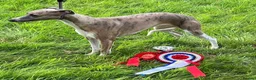 Whippet dogs for sale: Lovely KC Reg Whippets - Advert 2