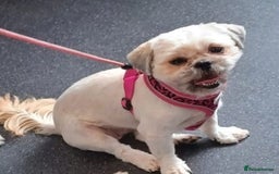 Shih Tzu dogs for sale: Rehoming my Shih tzu girl peaches  - Image 4