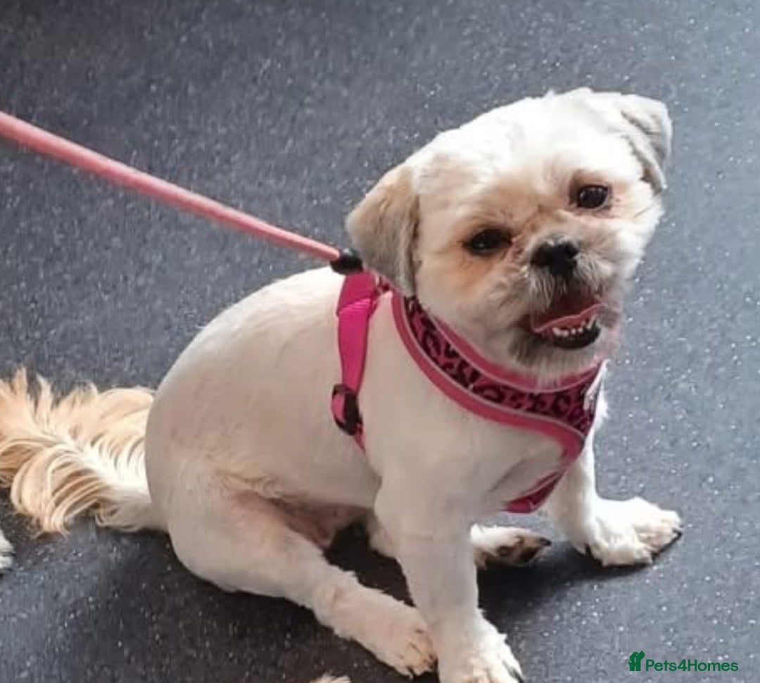 Shih Tzu dogs for sale: Rehoming my Shih tzu girl peaches  - Image 4