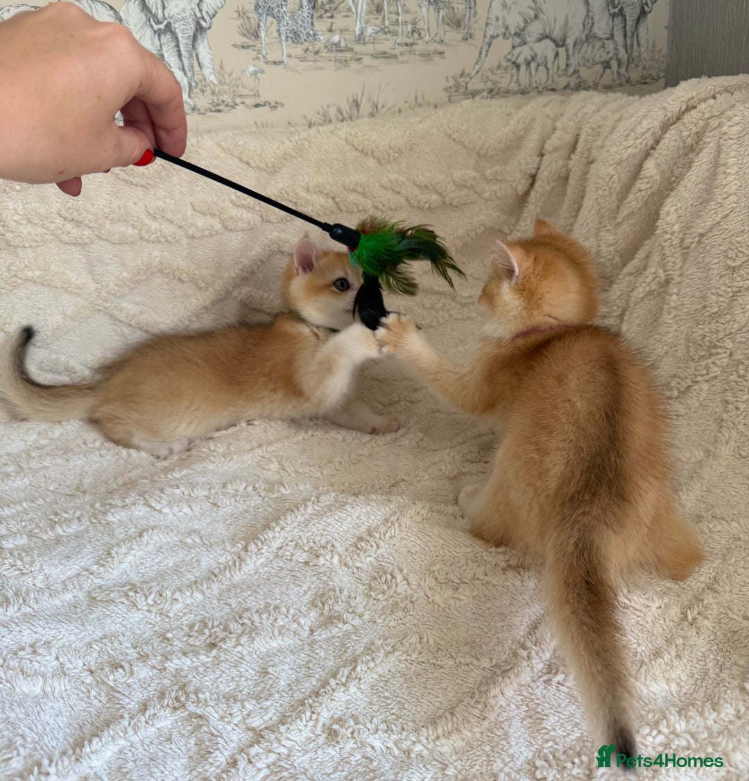 British Shorthair cats for sale: 🔥Exceptional GCCF pedigree golden BSH - Image 5