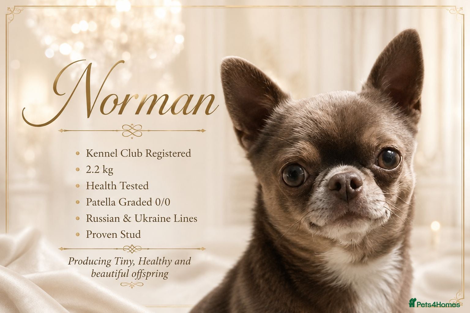 Chihuahua dogs KC reg-Health tested-PROVEN  - Advert 3