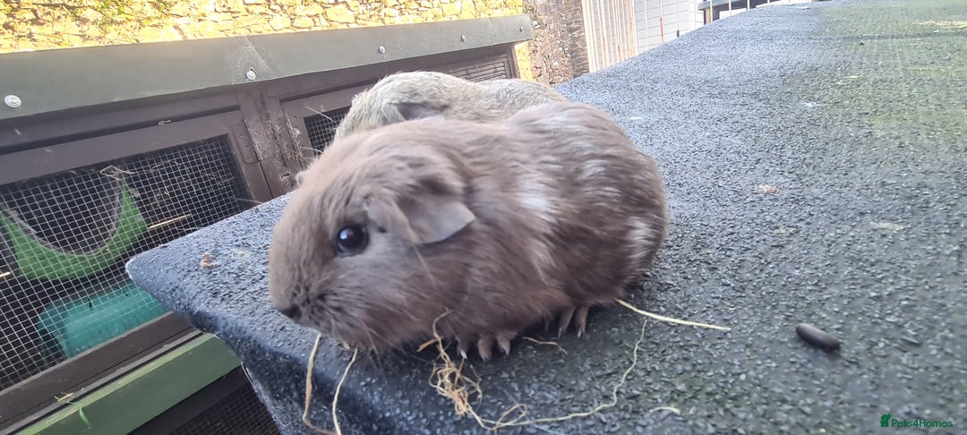 Guinea Pig rodents for sale: Pair of female smooth haired guinea pigs  - Image 6