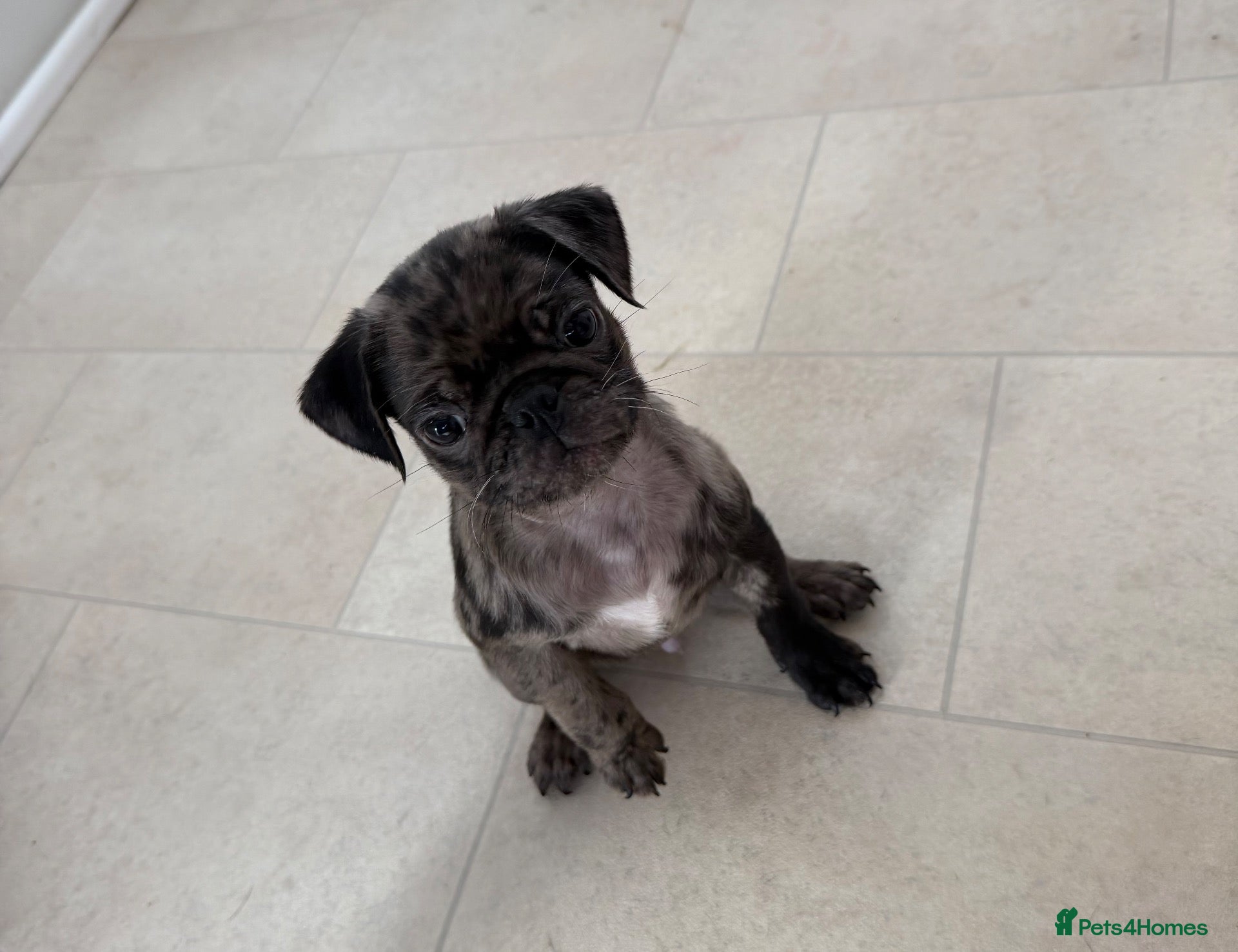Pug dogs Pug puppies  - Advert 5