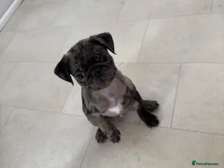 Pug dogs Pug puppies - Advert 5