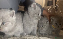 British Shorthair cats for sale: Beautiful British short hair kittens  - Image 10