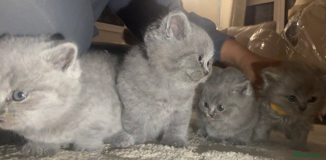 British Shorthair cats for sale: Beautiful British short hair kittens  - Image 10