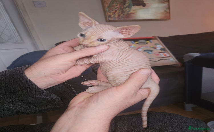 Sphynx cats - Advert 4