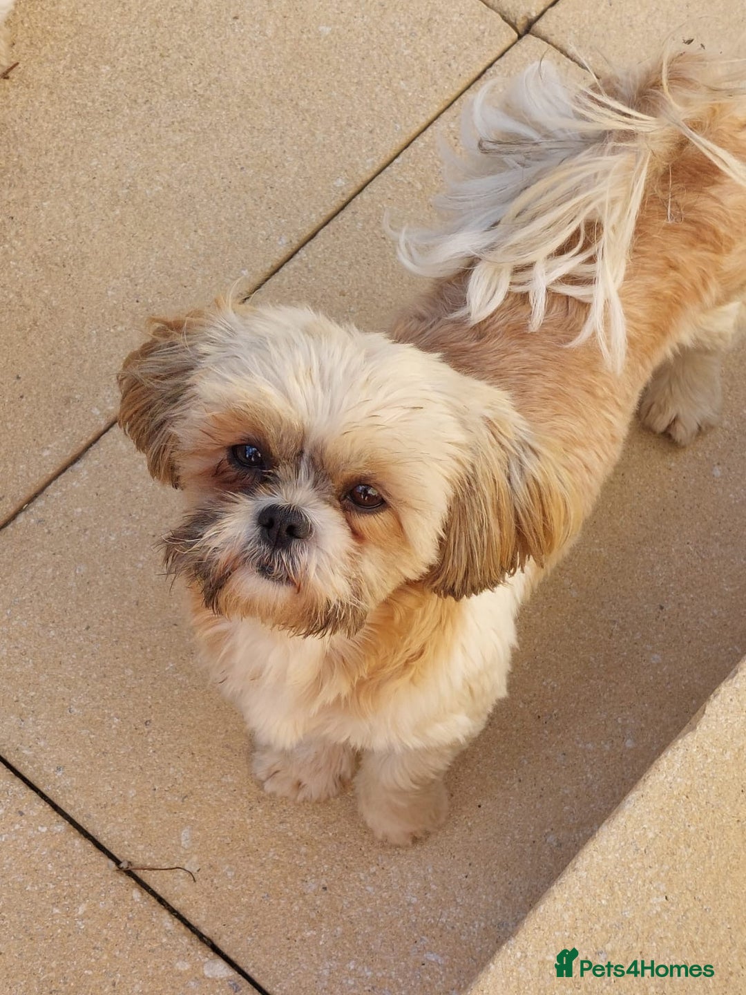 Shih Tzu dogs for sale: Four shih tzu boy puppy’s for sale. - Image 3