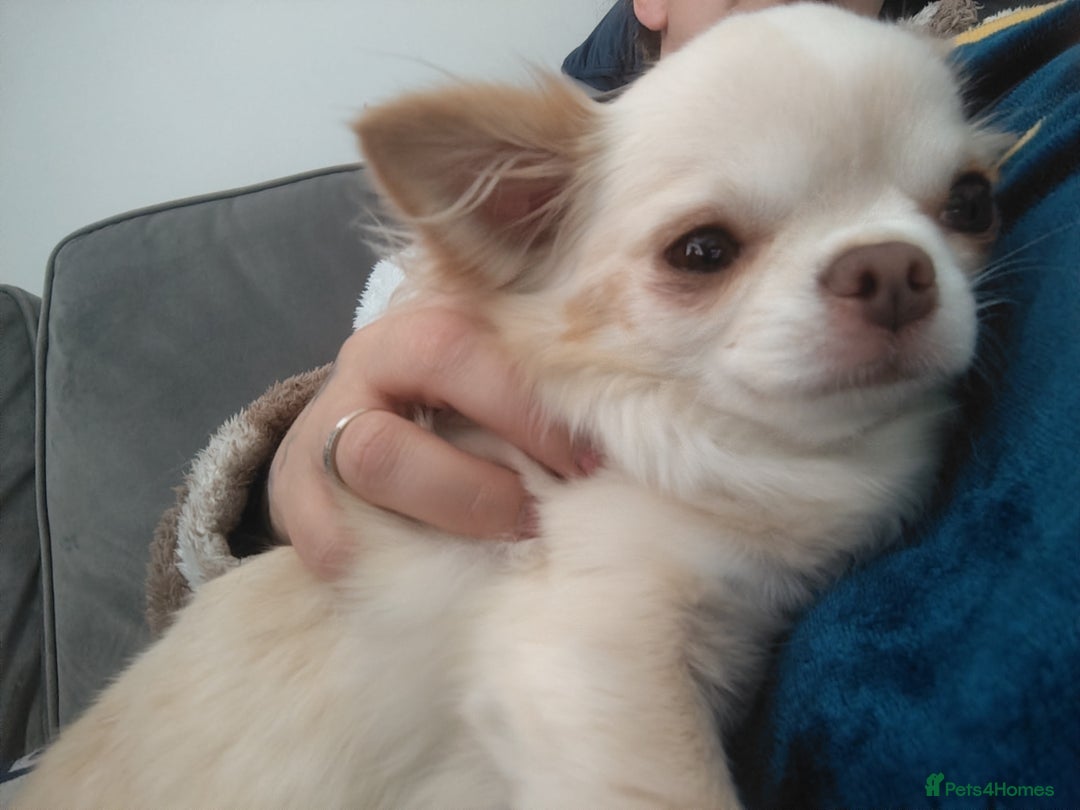Chihuahua dogs for sale: Both girls are now reserved  - Advert 6