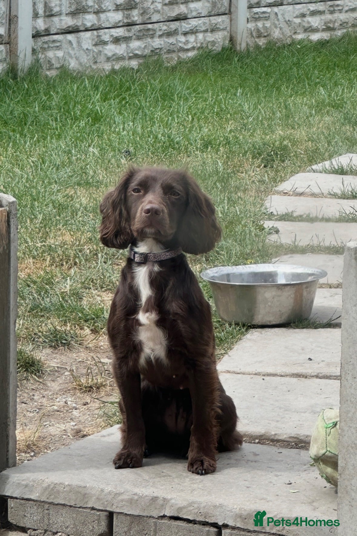 Cocker Spaniel dogs Beautiful chocolate working cocker spaniel girl  - Advert 1