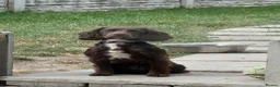Cocker Spaniel dogs for sale: Beautiful chocolate working cocker spaniel girl  - Advert 1