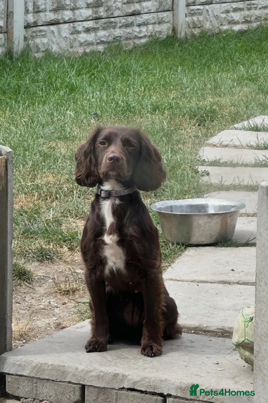 Cocker Spaniel dogs for sale: Beautiful chocolate working cocker spaniel girl  - Advert 1
