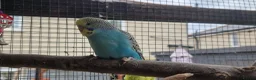 Budgerigars birds for sale: 4 blue chicks and 1 adult male  - Advert 34