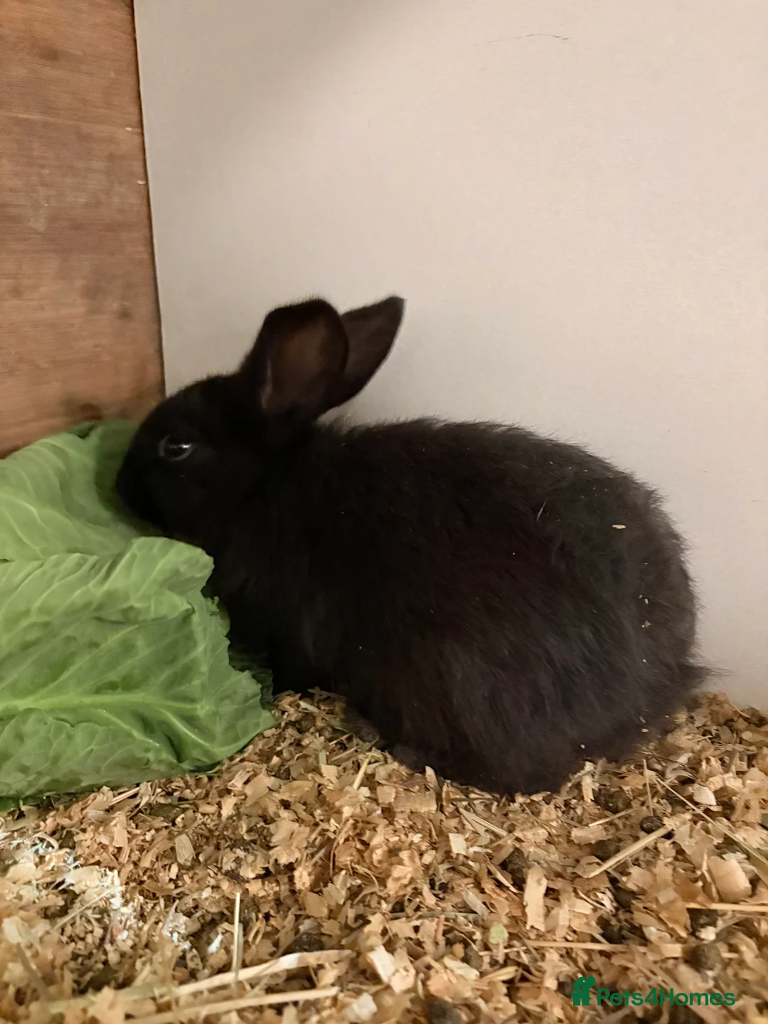 French Lop rabbits for sale: French lop babies - Advert 6