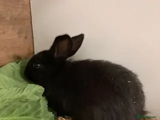 French Lop rabbits baby rabbits REDUCED - Advert 5